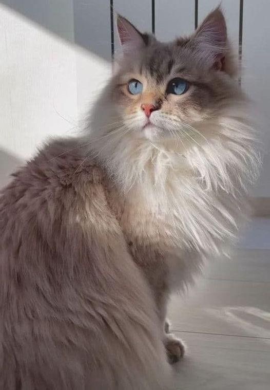 Community Cat 1