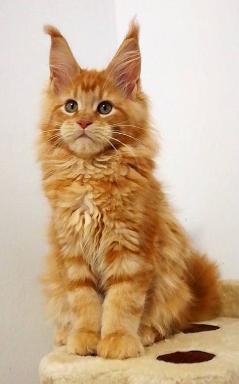 Community Cat 10