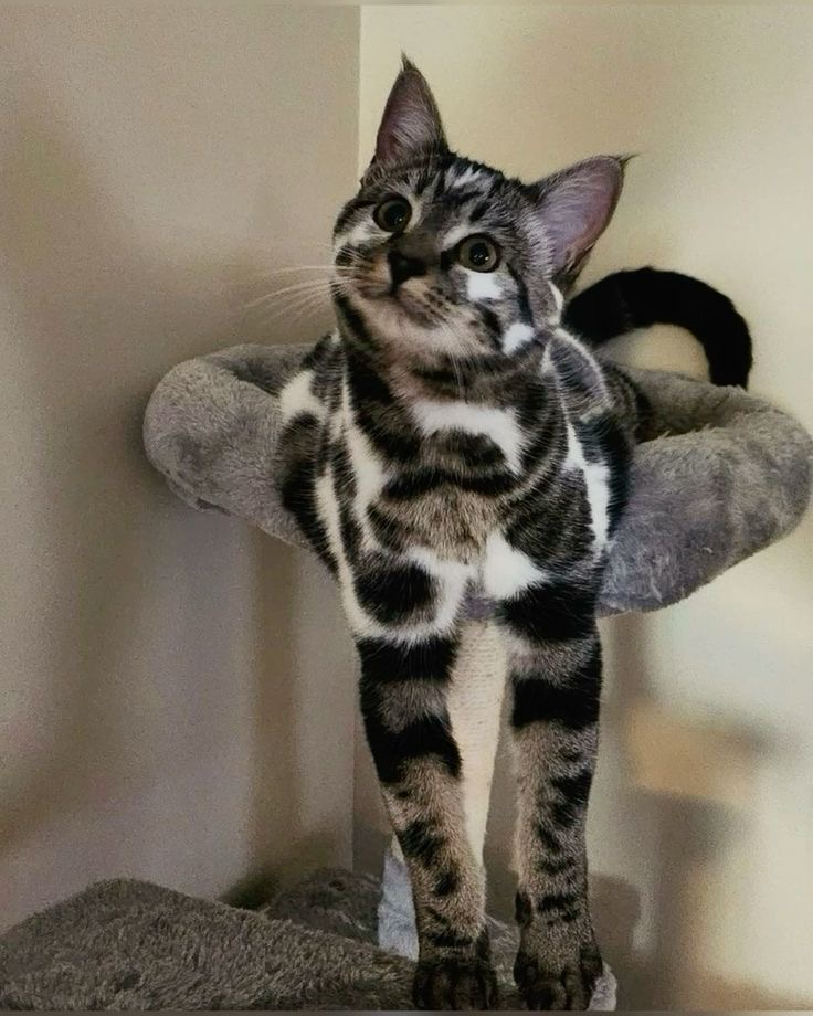 Community Cat 11