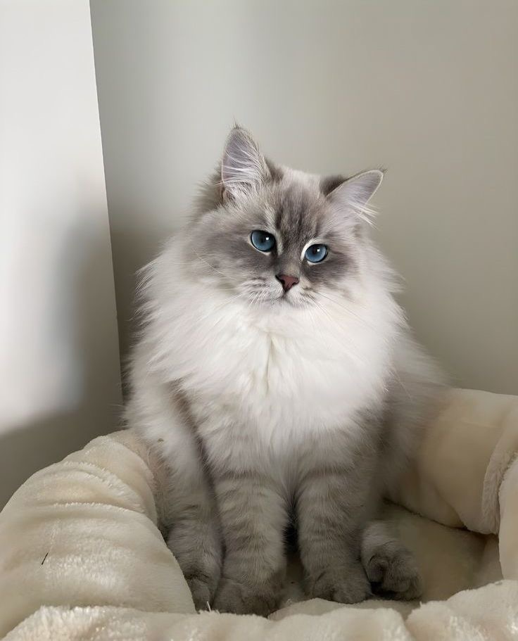 Community Cat 12