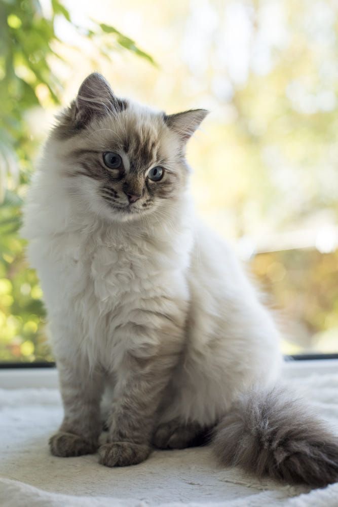 Community Cat 14