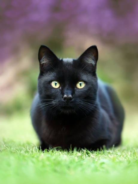 Community Cat 15