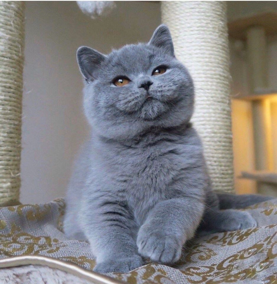 Community Cat 2