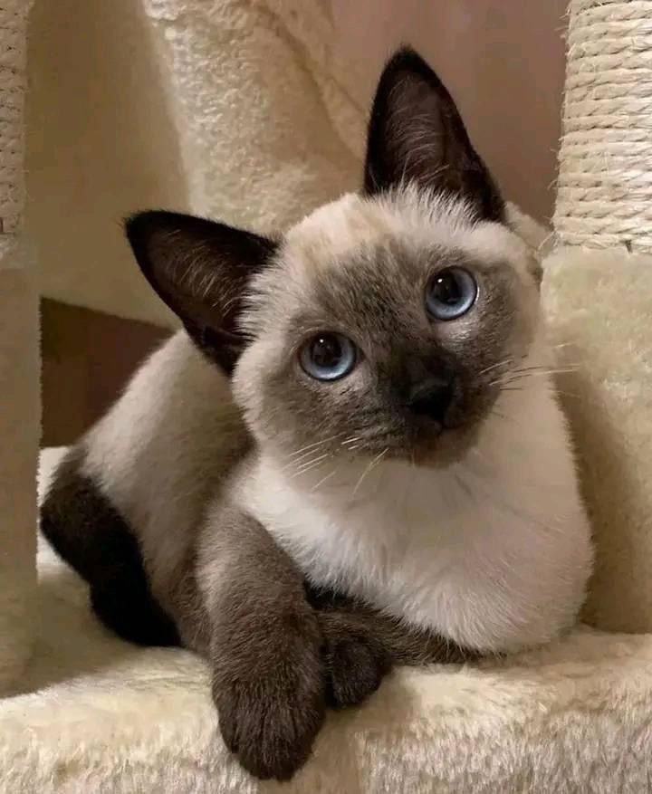 Community Cat 3