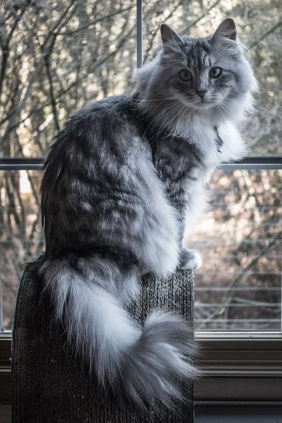 Community Cat 4