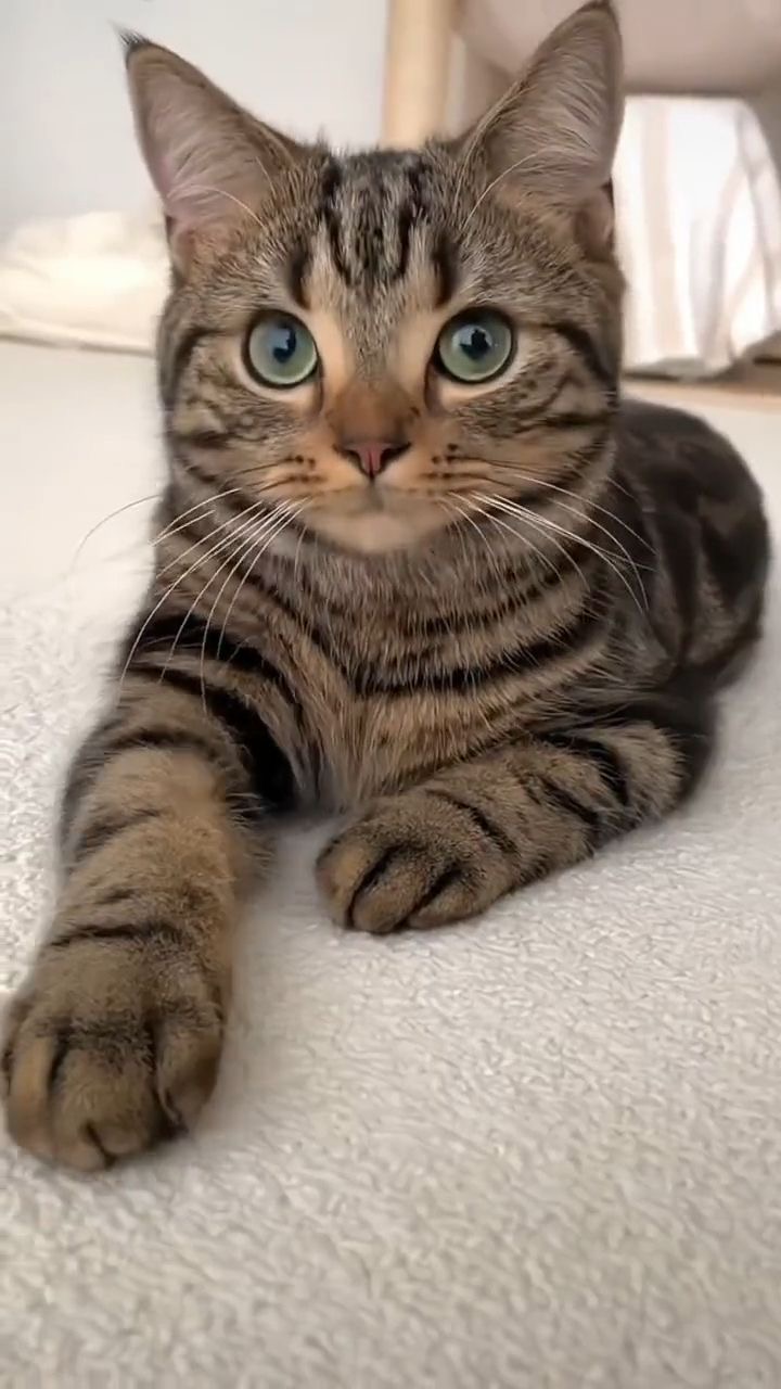 Community Cat 6