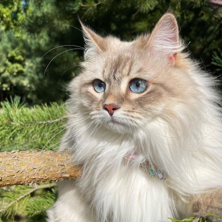 Community Cat 9